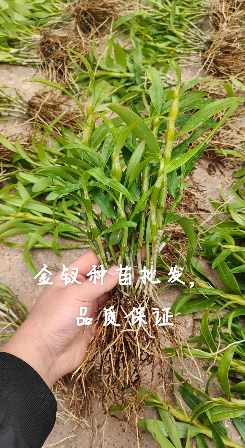 石斛苗批发