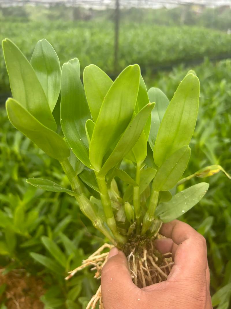 石斛鲜条：中医药品的新宠